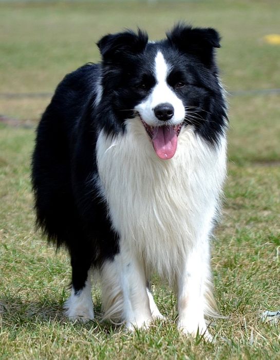 Sunia szczenię Border Collie ZKwP