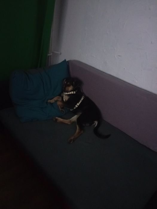 Oddam  za darmo sunie