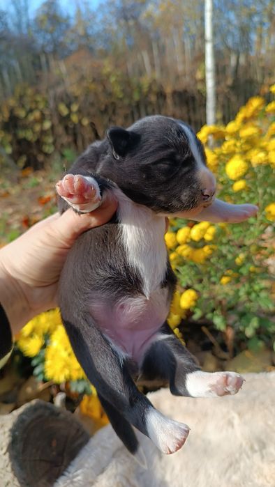 Цуценята Бордер колі