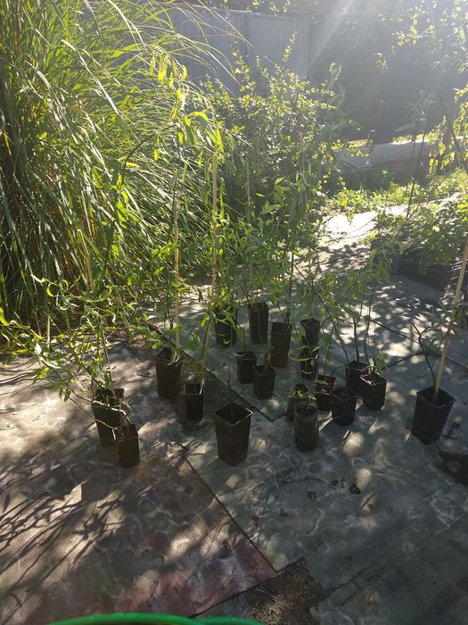 верба Матсудана, іва Міцуда 1 рік