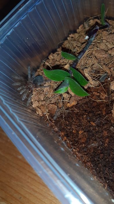 Grammostola pulchra L1