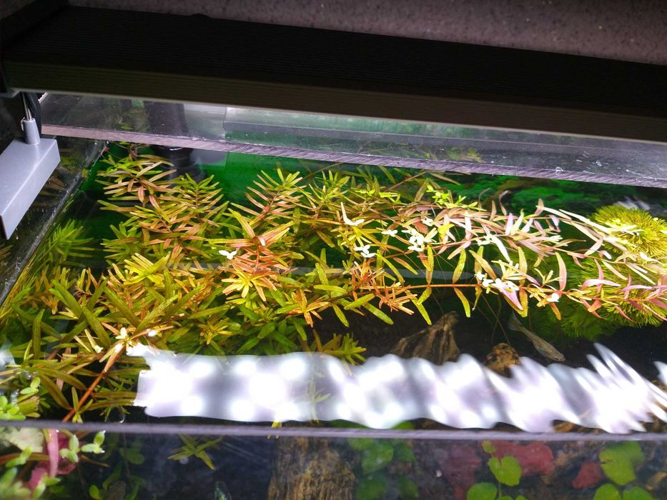 rotala rotundifolia.