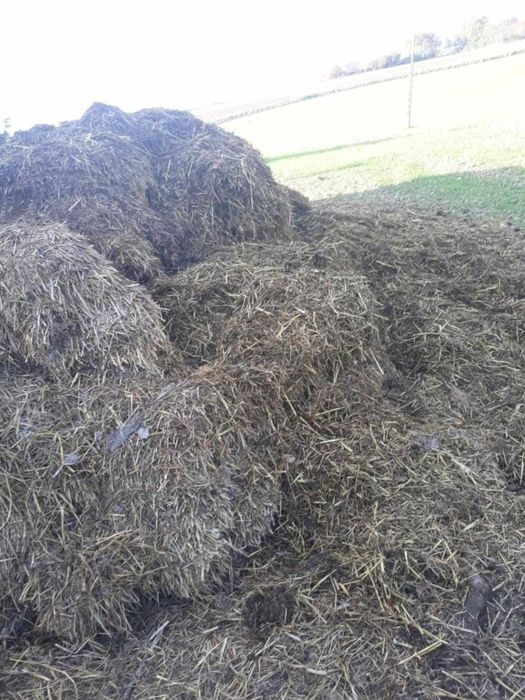 Sprzedam Gnój koński