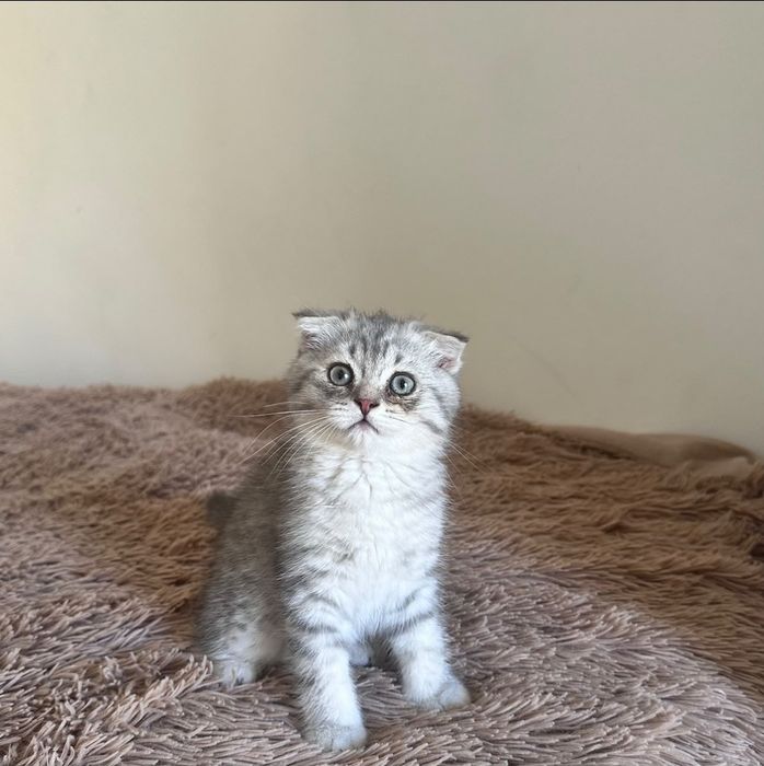 Scottish Fold Tabby