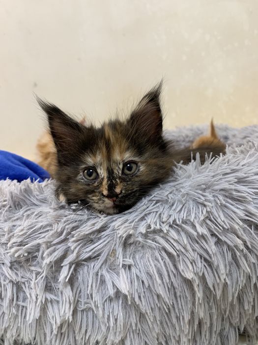 Кошеня мейн-кун з родоводом