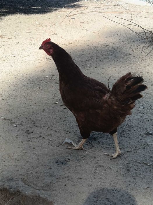 Rhode island red
