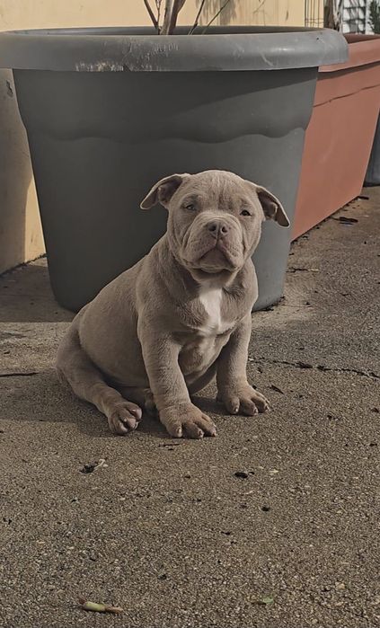 American bully tri lilac