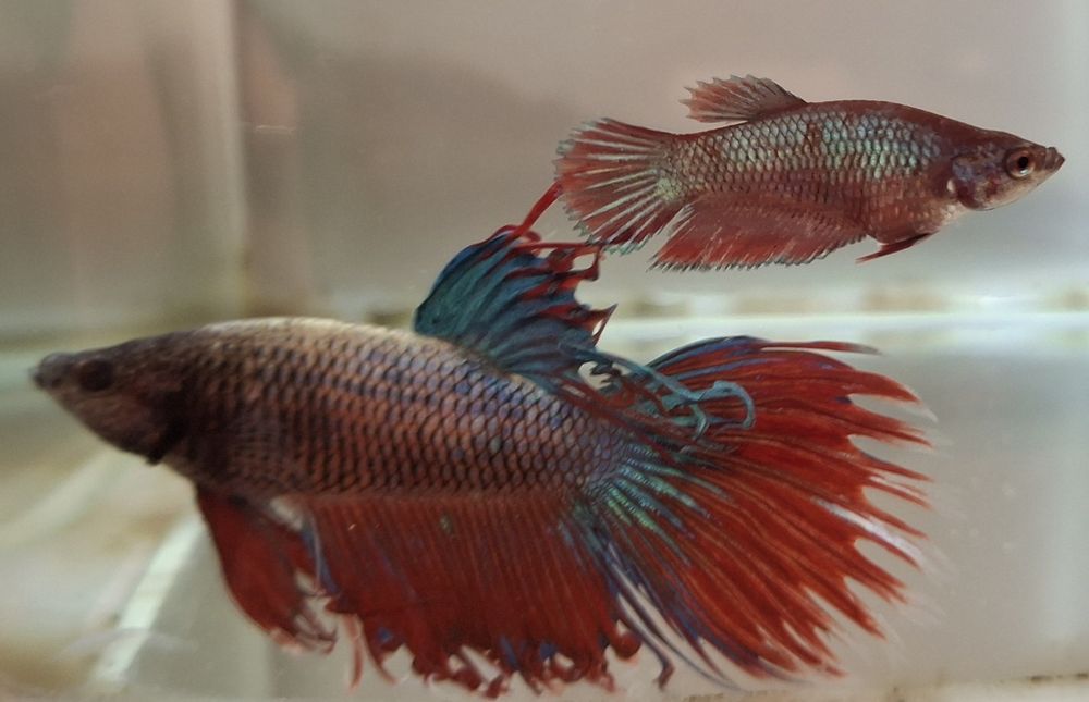 Peixes Betta fêmea prontas a reproduzir 2€