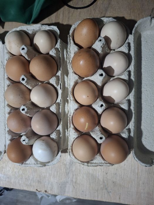 продам инкубационные яйца кур разных кросов