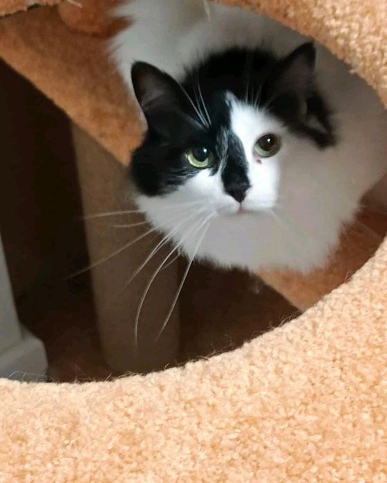 Красуні потрібна сім'я