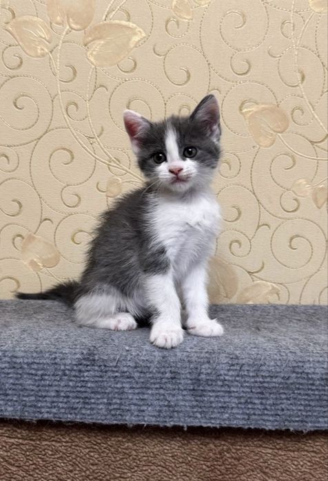котик кошеня киця кішка безкоштовно