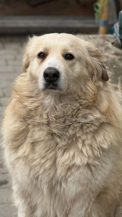 Метис кавказця, дівчинка Аля