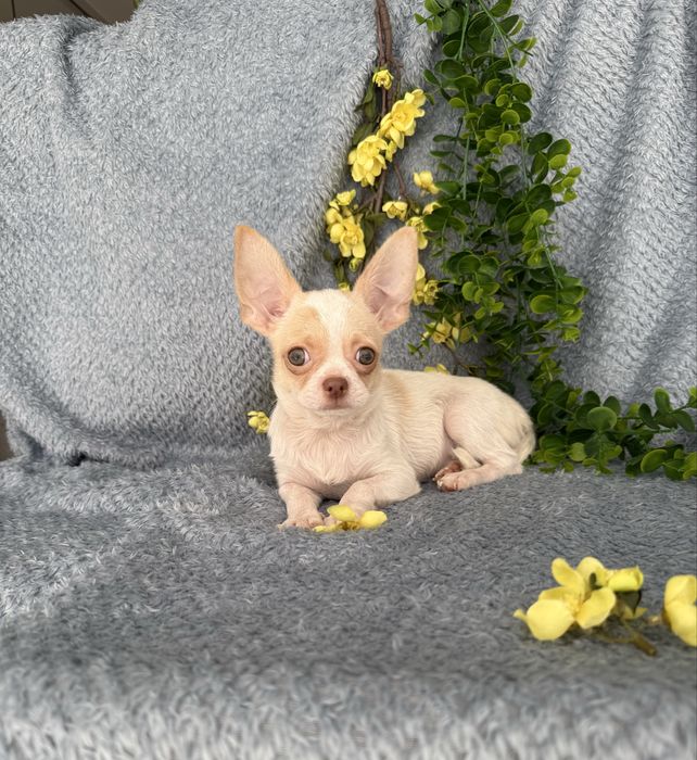 Excecional mini menino Chihuahua/Chiuaua de Qualidade