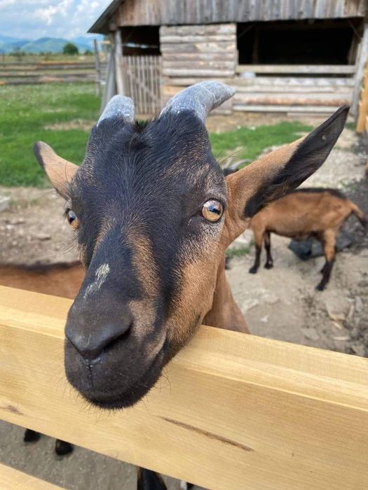 Коза-козеня, звичайна коза-козеня. 1000 грн.