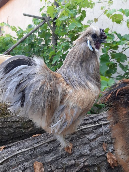 Пуші кітайски кури