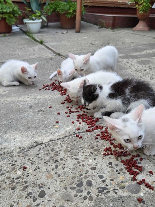 Віддаю котиків в хороші руки БЕЗКОШТОВНО(2місяці)