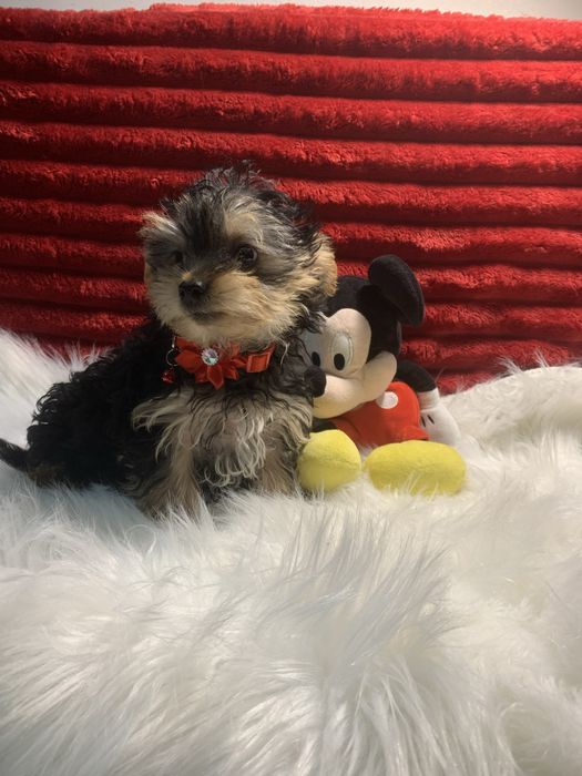 Yorkshire Terrier bebé