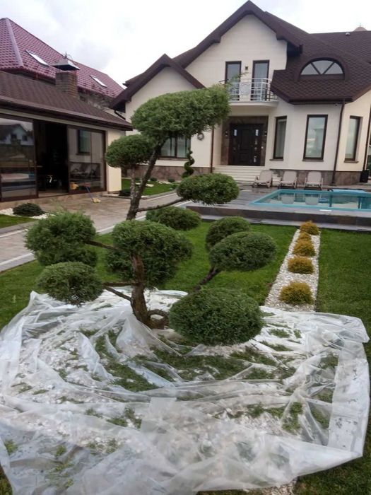 Стрижка рослин і туй