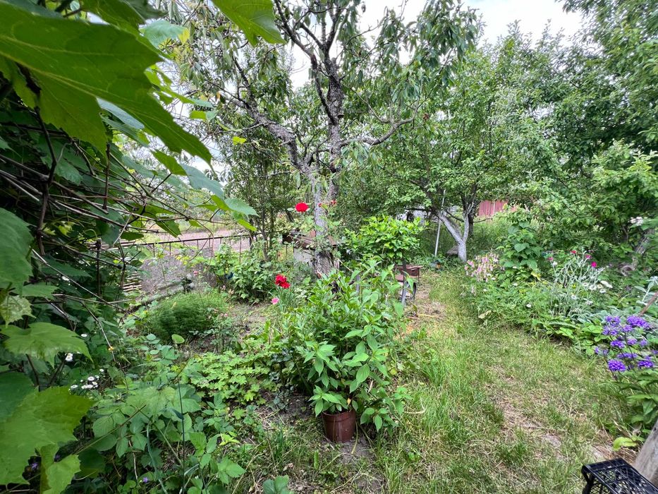 Дачний будинок в Буках