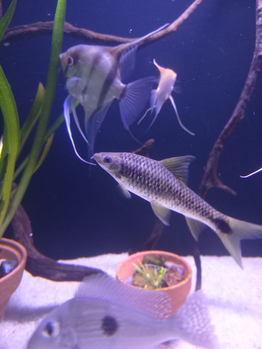 Vendo peixe 15 cm