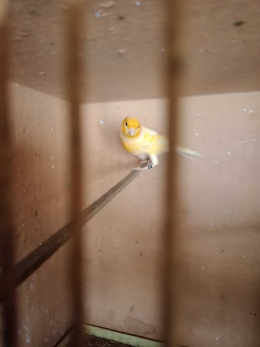 Canários machos 2025