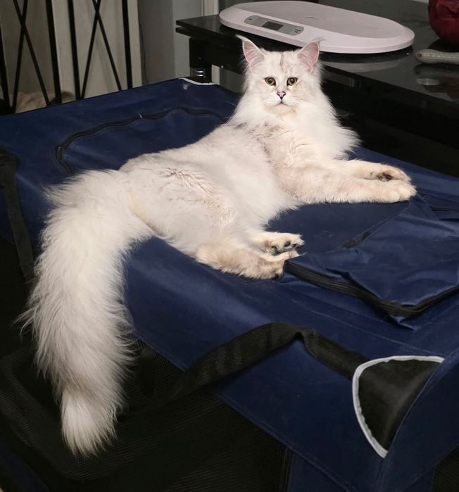 Kocurek Klark ur.20.02.26.