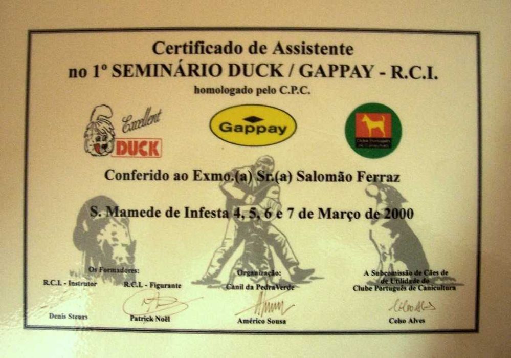 treino de cães porto