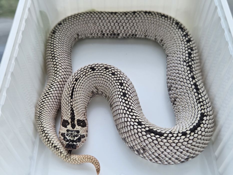 Samica Heterodon nasicus zachodni Super Arctic Super Conda het albino
