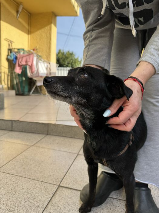 Benji adoção responsável