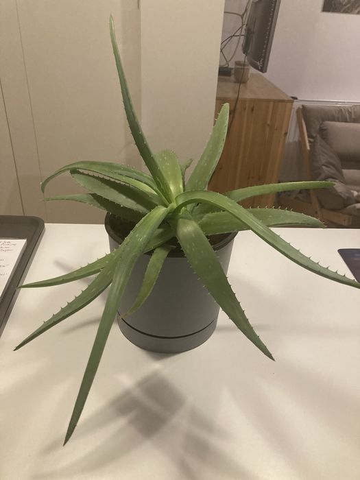 aloe vera gel reformhaus Hübner