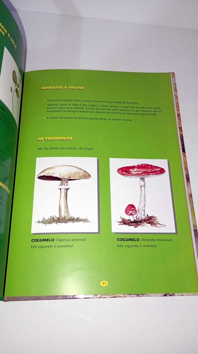 Há fogo na Floresta - Ana Maria Magalhães