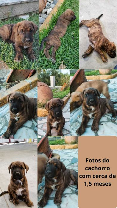 Cachorro Juvenil Arraçado de Boxer e Labrador