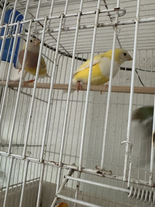 Diamantes gould