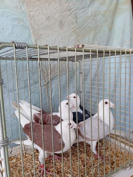 Gołębie pocztowe  śląskie tarczowe