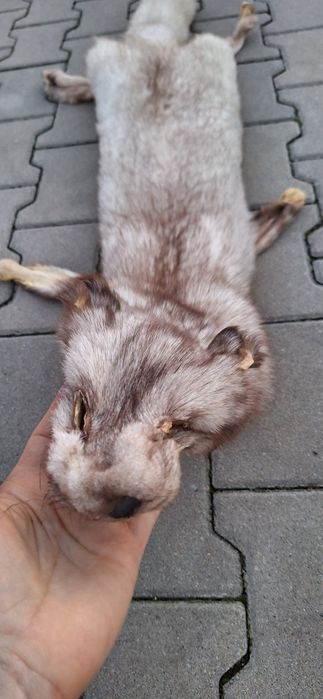 Skórka z lisa niebieskiego