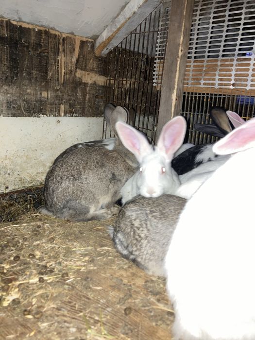 Продам помісних кроликів.