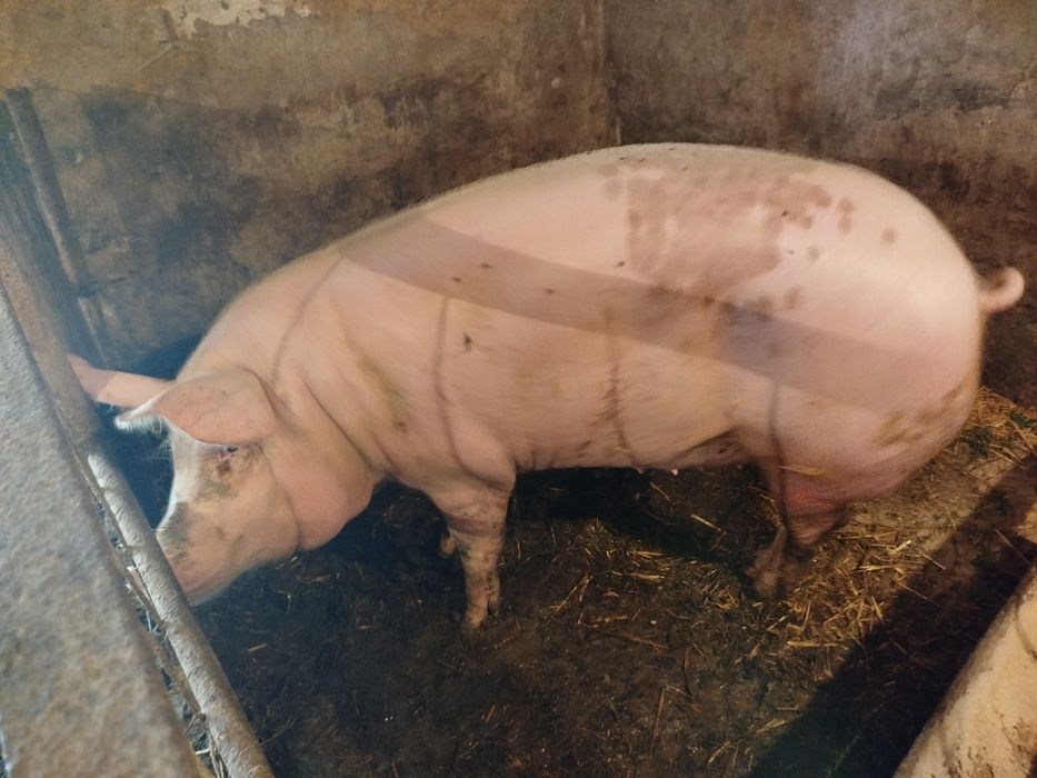 Продам    свиней