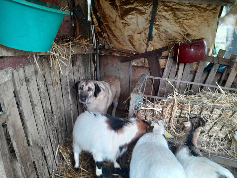 Cabrito anão branco  sem cornos