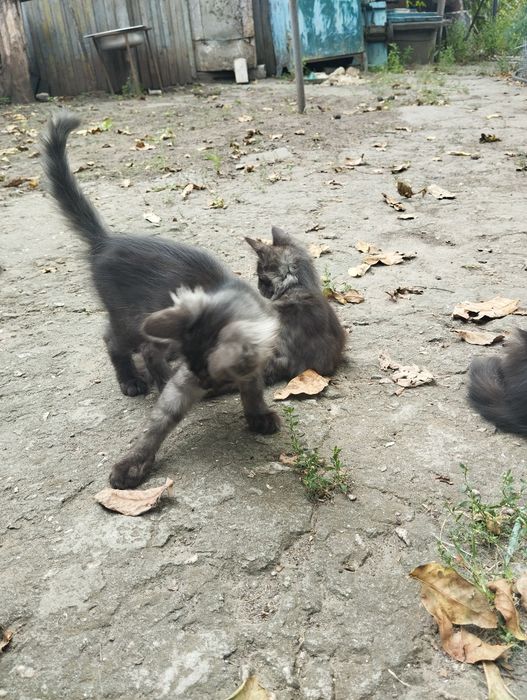 Отдам котят бесплатно