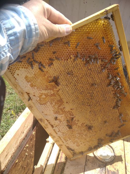 Бджолопакети бджола карпатка