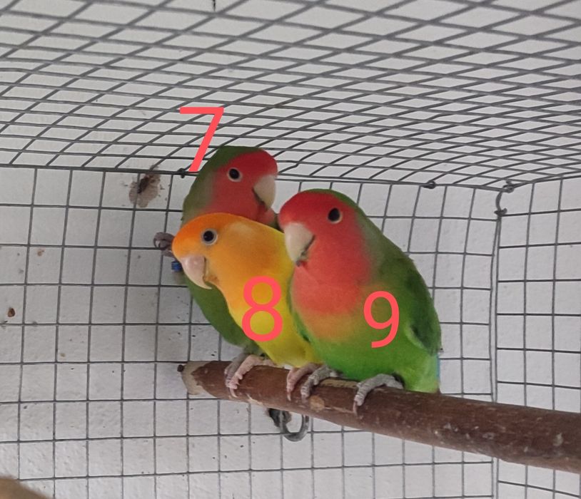 Aves Roseicollis adultos