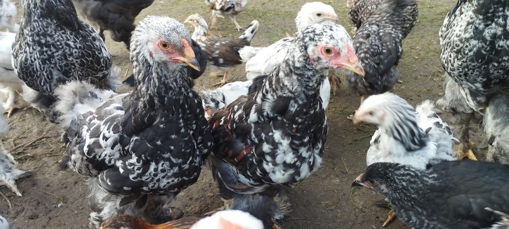 Kogut- Czubatka Staropolska,Zagrodówka,Brahma,Marans,Minor