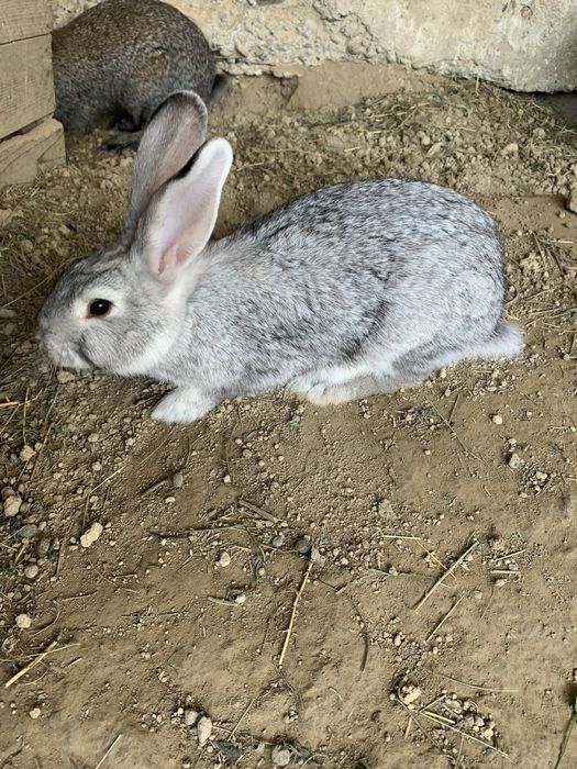 Продам кроликів різних окрасів