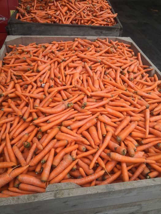 Marchew odpadowa (na pasze)