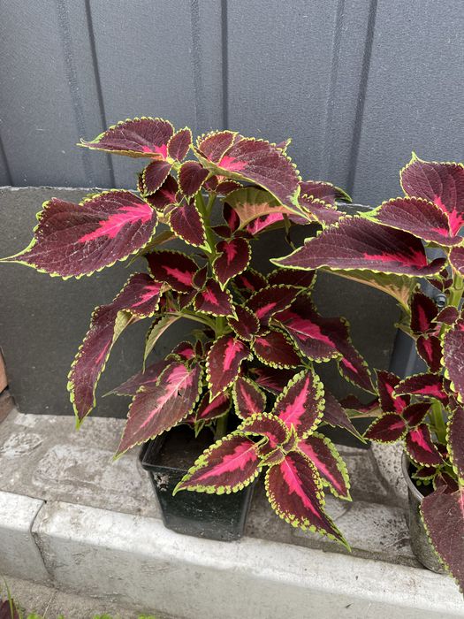 Квіти , колеус, плектрантус