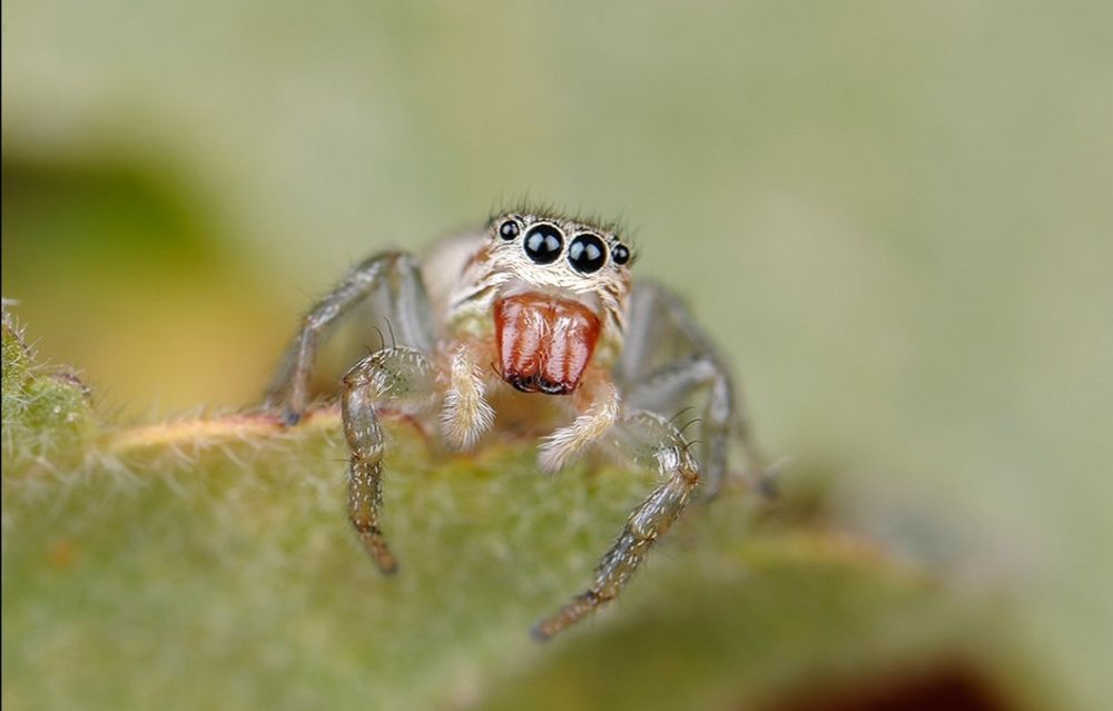 Nikon AF-S VR 105 mm f/2.8G IF-ED