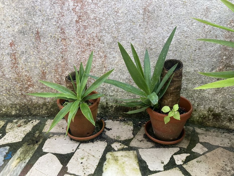 Yucas vários tamanhos