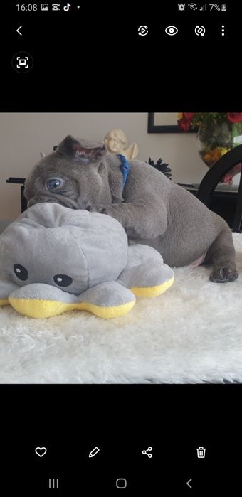 Bulldog Francês macho excelente genética