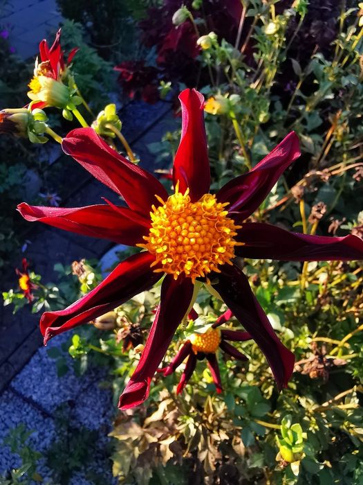 Dalia Honka -Mega Kolekcja 30 nasion.