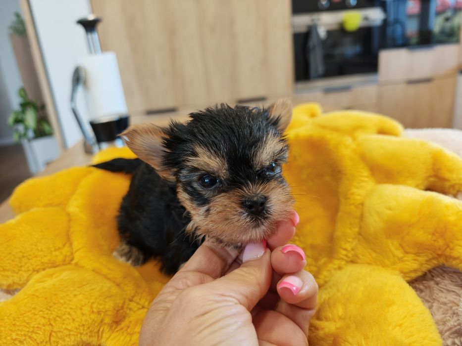 York Yorkshire terrier